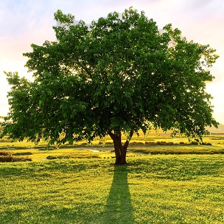 Gedenkbaum von  für Christian Schirpf 